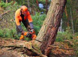 How Our Tree Care Process Works  in  Fair Oaks, CA